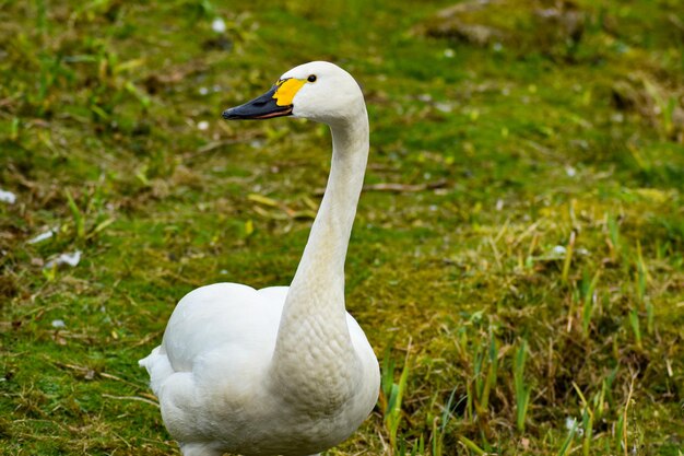 White swan in a sunlight