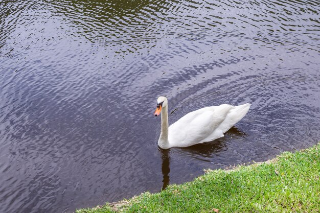 白鳥が湖で泳ぐ