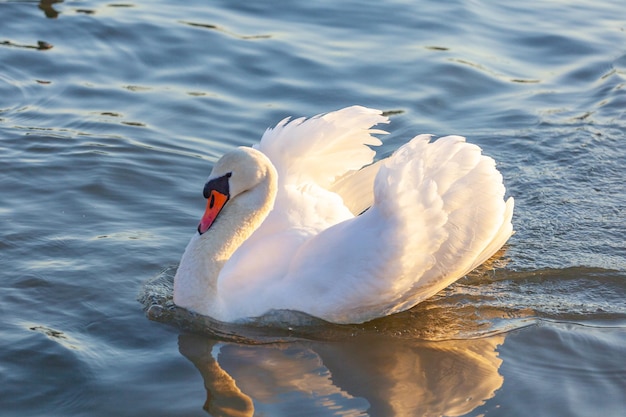 クラクフ川で泳ぐ白い白鳥