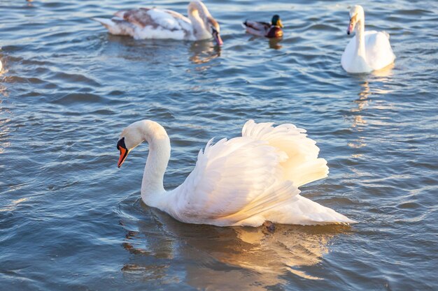 A White Swan Swim In The River Krakow