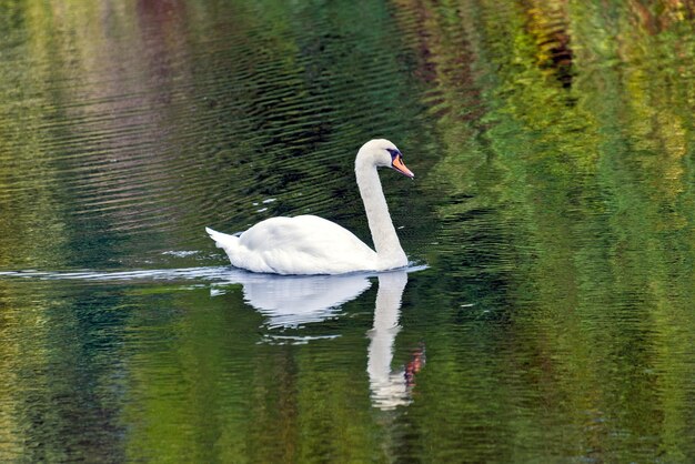 White swan swimming by a lake surface