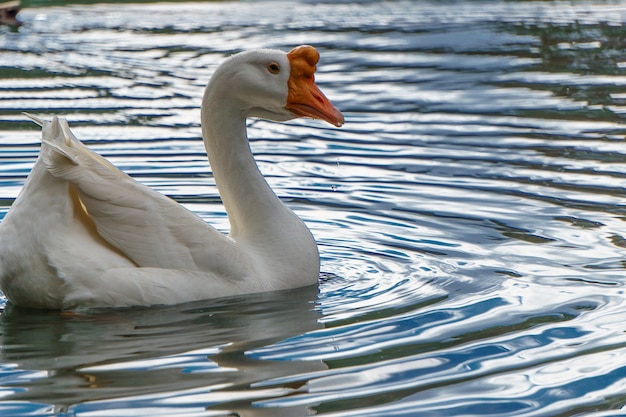 Белый лебедь в спокойной кристально чистой воде