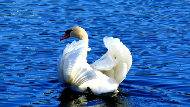 White swan swimming in lake