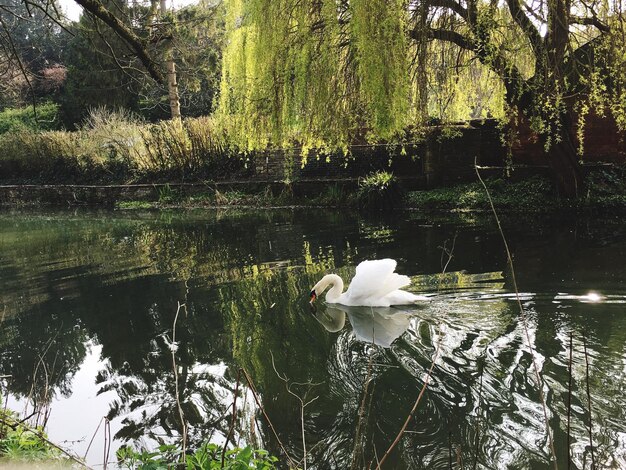 Photo white swan swimming on lake