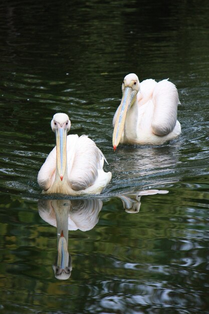 Foto il cigno bianco che nuota nel lago