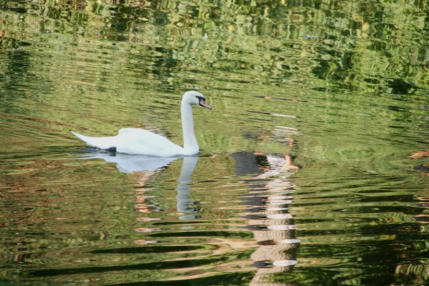 White swan swimming in lake