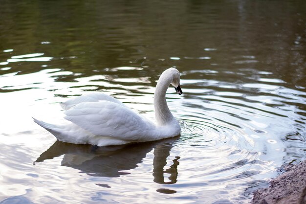 White swan swimming in the lake