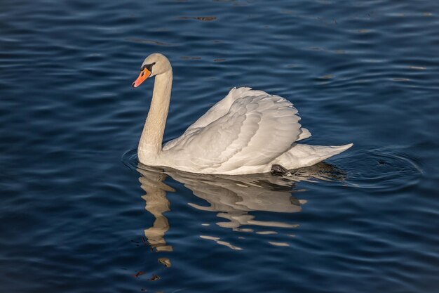 White swan swimming on the pond