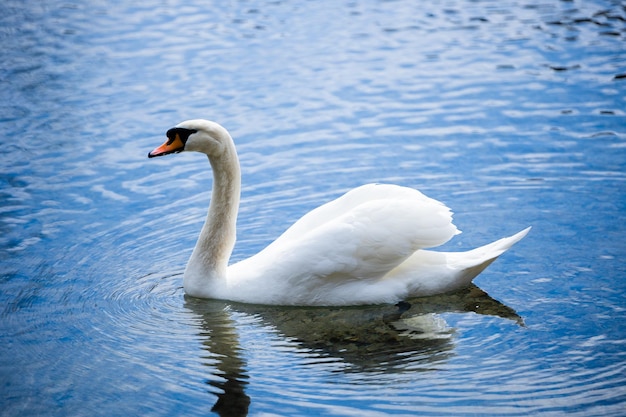 White swan swimming on a pond