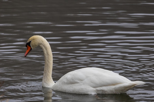 A white swan swimming in the pond