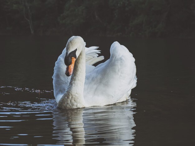 A white swan swimming on the water