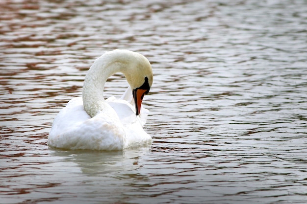 White Swan swimming on water