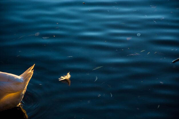 Photo white swan swimming with feather floating on lake