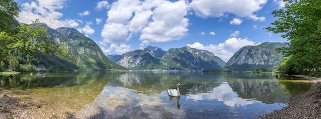 White swan swims along the Alpine lake