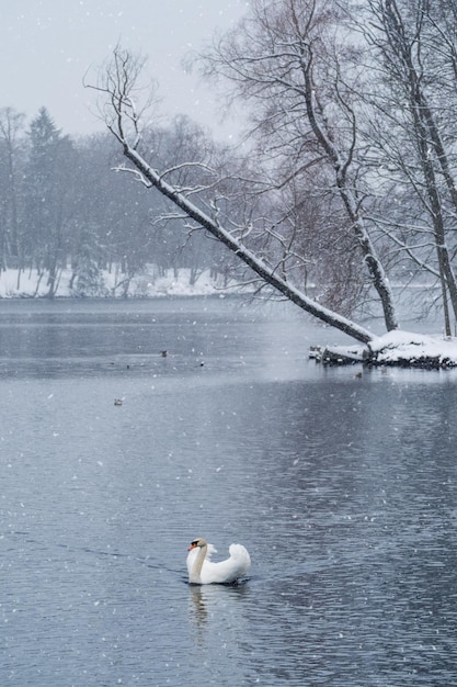 White swan swims on the lake in winter in a snowfall Concept of the International Day of Birds Birds in the winter Vertical view