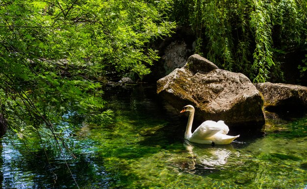 A white Swan swims in a pond in the Park.