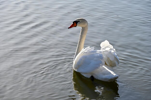 White swan swims slowly on the lake