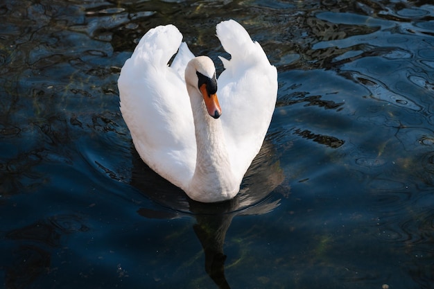 White swan swims on water in lake