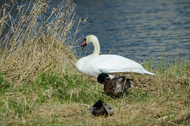 a white swan swimsn a pond