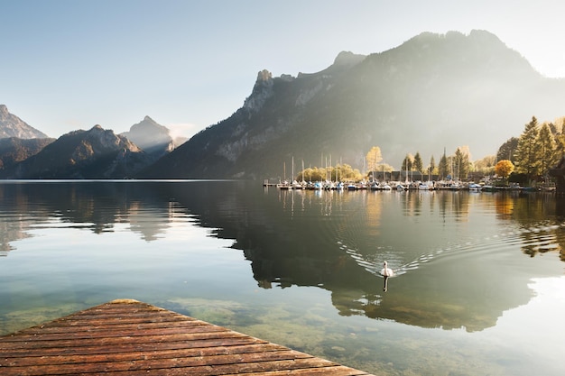 White swan on the Traunsee lake at sunrise. Austrian Alps, Europe