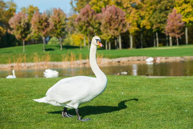 湖の近くの緑の草の上を歩く白い白鳥