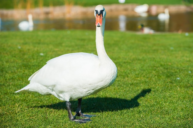 White swan walking on green grass near lake