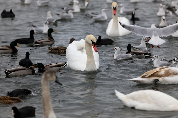 White swan on the water among other birds