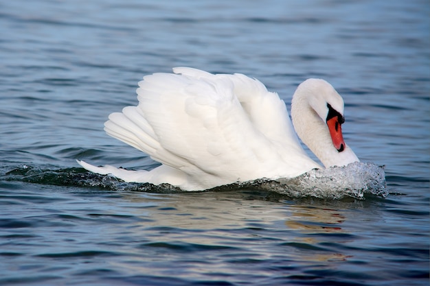 White swan in the water