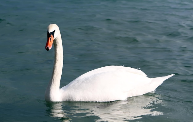 White swan in the water.