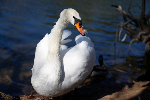 ホワイトスワン。湖の野生の水鳥