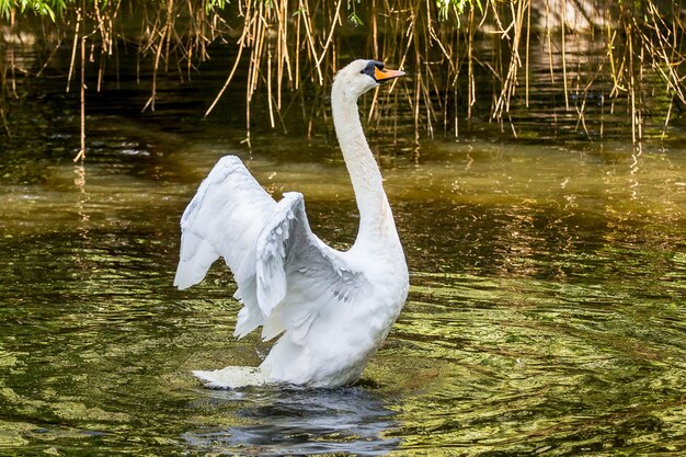 White swan with deploy wings on the pond_