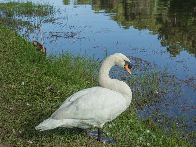 森の背景を持つ白い白鳥