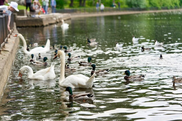 A white swan with a long neck and a red beak floats on the water