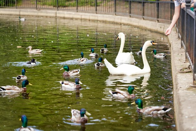 A white swan with a long neck and a red beak floats on the water