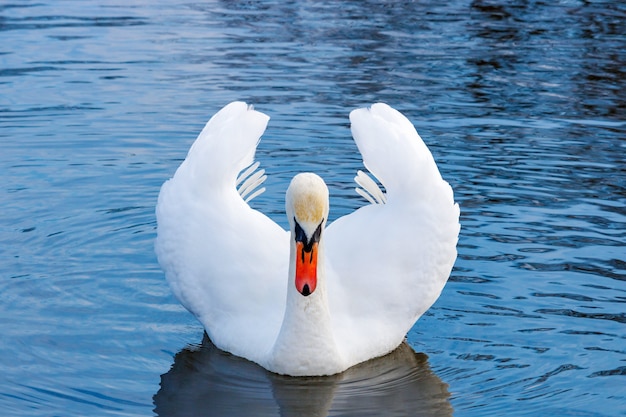 Cigno bianco con ali sollevate che galleggia sulla superficie dell'acqua del fiume