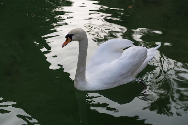 White swan