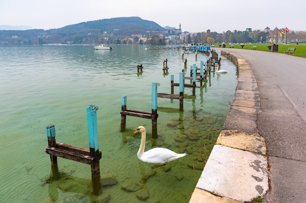 White swans on the Annecy lake and Old Town on the background, France, Venice of the Alps, France