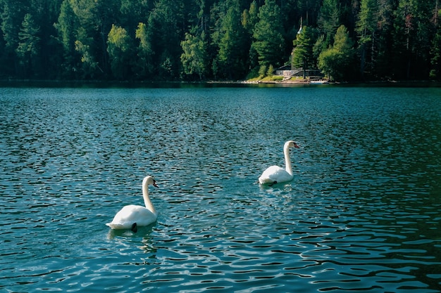 Белые лебеди в красивом изумрудном озере