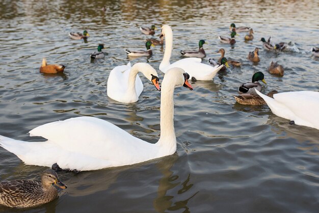 white swans and ducks on the lake