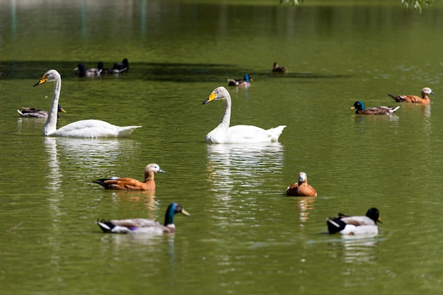 Cigni bianchi, anatre e altri uccelli acquatici nuotano in un piccolo lago