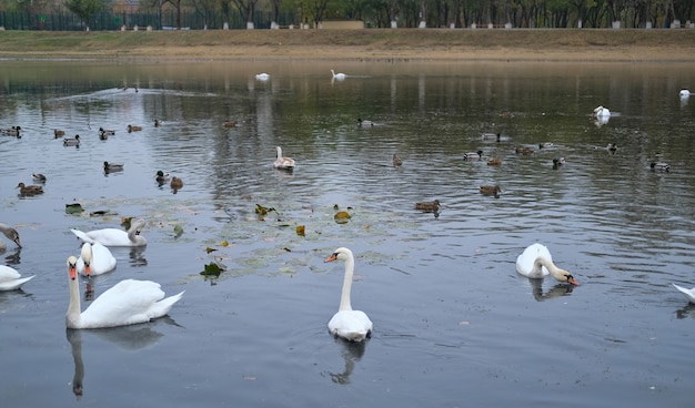 White swans and ducks swim in a small pond in autumn