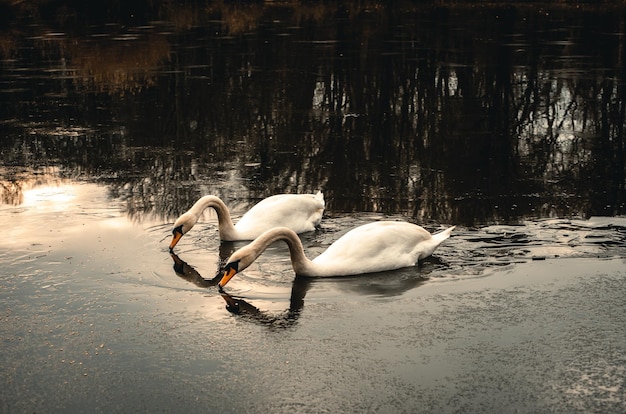 White swans on frozen lake in sunset