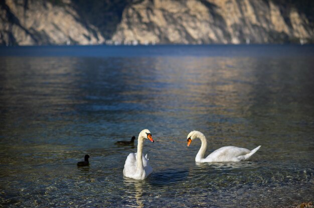 高山の風景の中のガルダ湖の白い白鳥。イタリア。