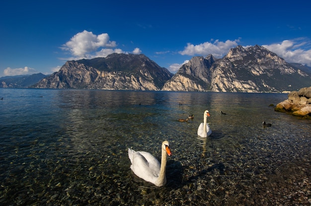 White swans on Lake Lago di Garda in alpine scenery. Italy.