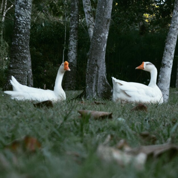 Photo white swans in lake