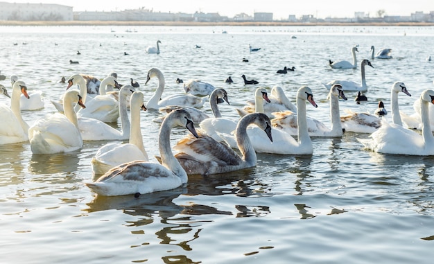 White swans on the lake