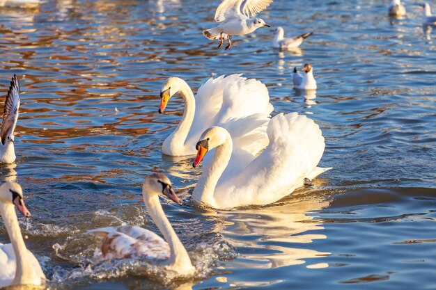 A White Swans And Many Gulls Swim In The River Krakow