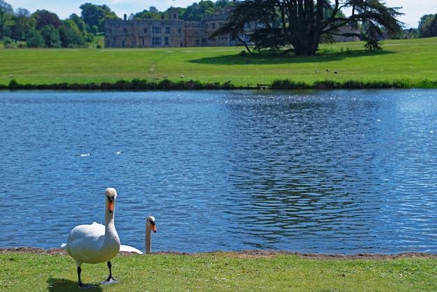 英国ケントのリーズ城の公園にいる白い白鳥。