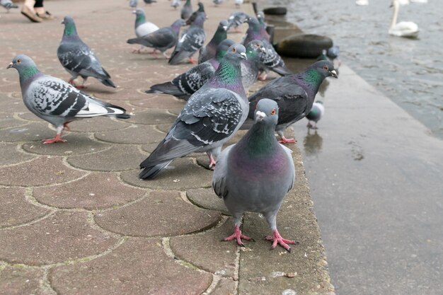 雨の日に湖にいる白い白鳥のハト