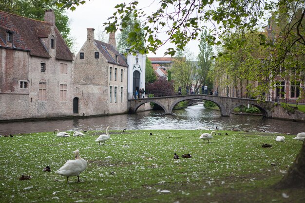 White swans on the pond Bruges, Belgium